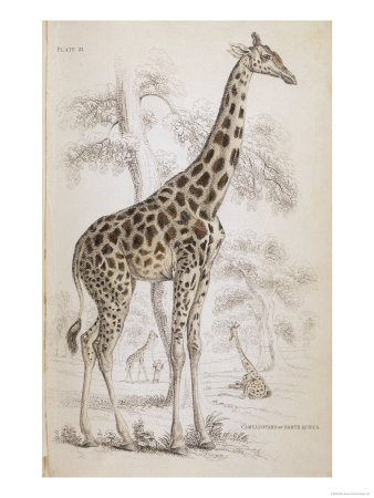 Giraffes in North Africa Giclee Print Giraffes in North Africa Giclee Print