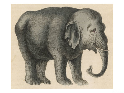 An Indian Elephant Giclee Print An Indian Elephant Giclee Print