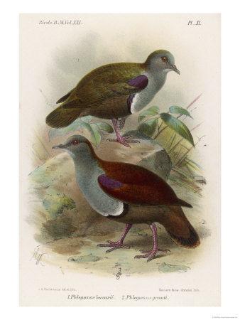Ground Doves Giclee Print Ground Doves Giclee Print