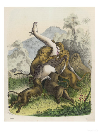Giraffe Attacked by Six Lions Giclee Print Giraffe Attacked by Six Lions Giclee Print