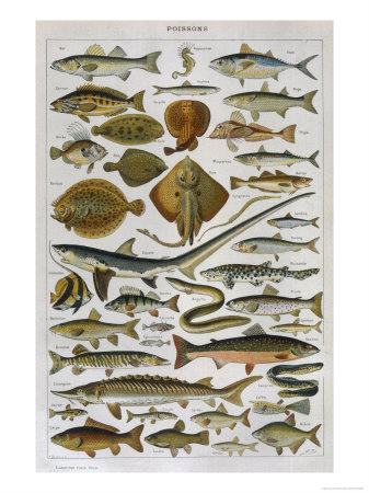 An Assortment of Fish Giclee Print An Assortment of Fish Giclee Print