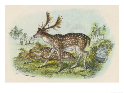 Fallow Deer Giclee Print Fallow Deer Giclee Print