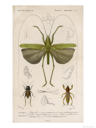 Locusta Sexpunctata Giclee Print Locusta Sexpunctata Giclee Print