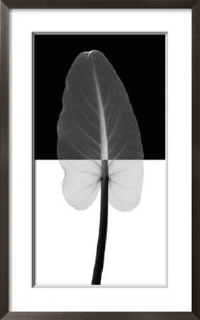 Calla Leaf I Framed Print Calla Leaf I Framed Print