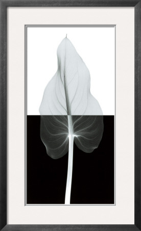 Calla Leaf II Framed Print Calla Leaf II Framed Print