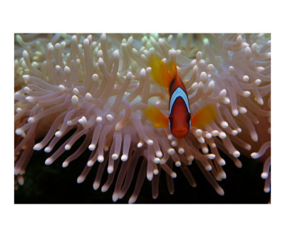 Clown and Anemone Other Clown and Anemone Other