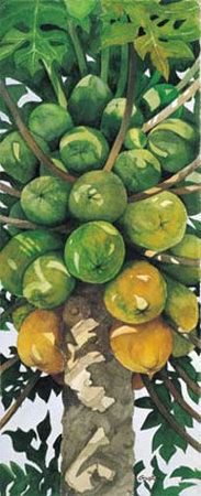 Papaya Print Papaya Print