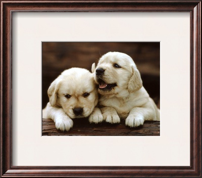 Golden Retrievers Puppies Framed Print Golden Retrievers Puppies Framed Print
