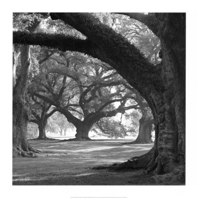 Oak Alley, West Row Print Oak Alley, West Row Print