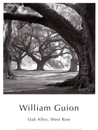 Oak Alley, West Row Print Oak Alley, West Row Print