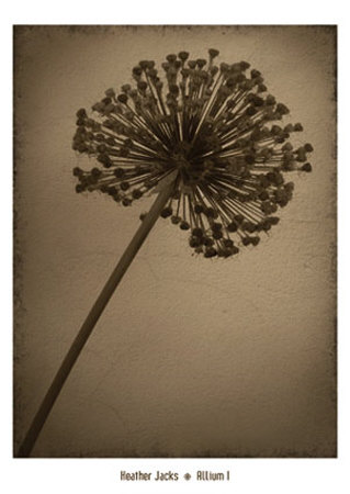 Allium I Print Allium I Print
