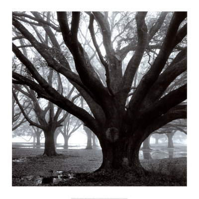 Oak Grove, Winter Print Oak Grove, Winter Print