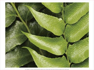 Springtime III Print Springtime III Print