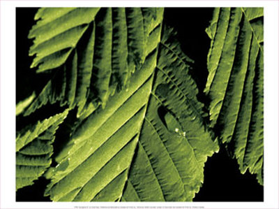 Springtime IV Print Springtime IV Print