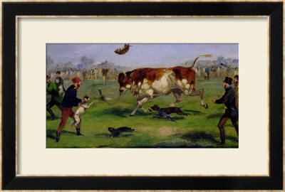 Bull Baiting Framed Print Bull Baiting Framed Print