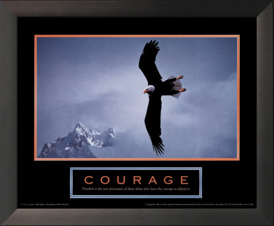Bald Eagle Framed Print Bald Eagle Framed Print