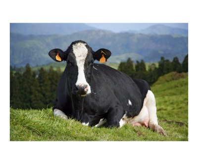 Cow portrait Photographic Print Cow portrait Photographic Print