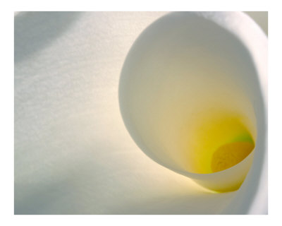 calla Lilly 3 Photographic Print calla Lilly 3 Photographic Print