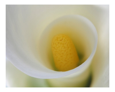 Calla Lilly 4 Photographic Print Calla Lilly 4 Photographic Print