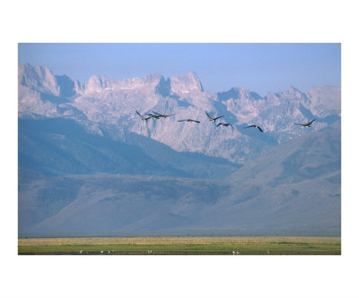 Flying south Photographic Print Flying south Photographic Print