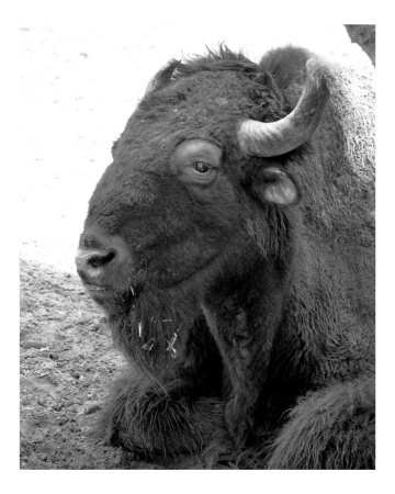 Buffalo 21 Photographic Print Buffalo 21 Photographic Print