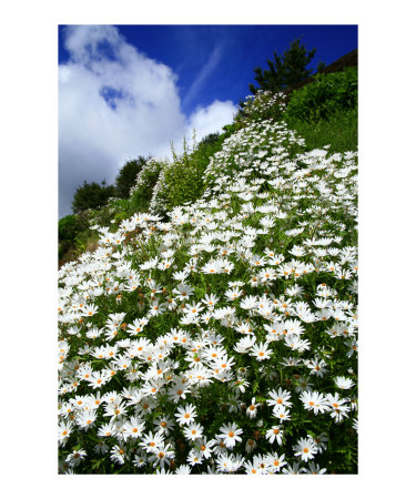 Daisies Photographic Print Daisies Photographic Print