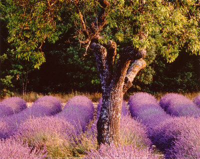 Provence Print Provence Print