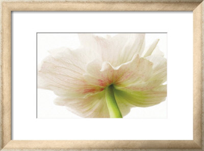 Anemone Framed Print Anemone Framed Print