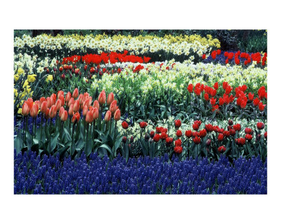 field of flowers Photographic Print field of flowers Photographic Print