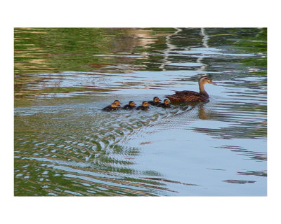 Mama Duck Photographic Print Mama Duck Photographic Print