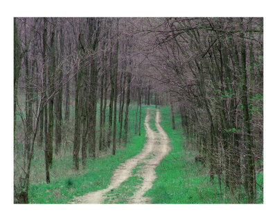 New Green Photographic Print New Green Photographic Print