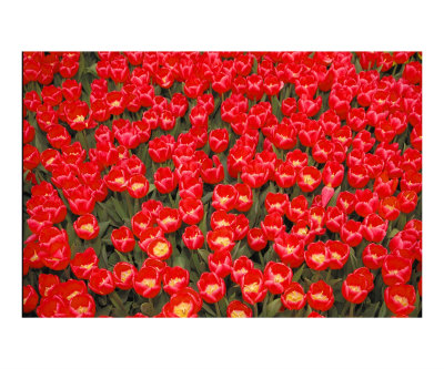 Tulips Photographic Print Tulips Photographic Print