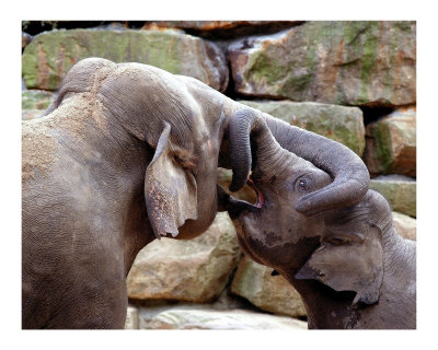 Bonding Photographic Print Bonding Photographic Print