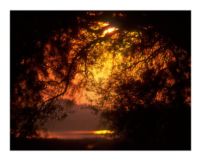 Golden Morning Photographic Print Golden Morning Photographic Print