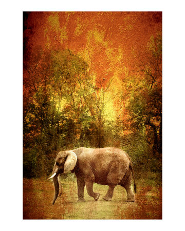 African Elephant Photographic Print African Elephant Photographic Print