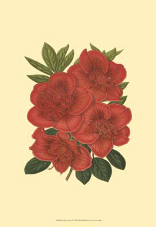 Blooming Azalea IV Print Blooming Azalea IV Print