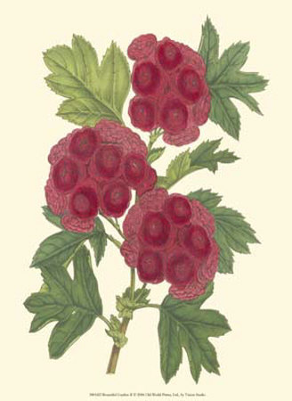 Bountiful Garden II Print Bountiful Garden II Print