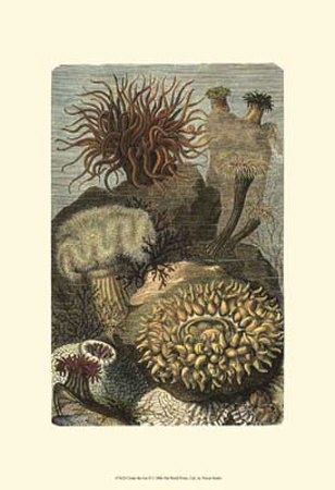 Under the Sea II Print Under the Sea II Print