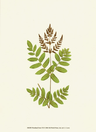 Woodland Ferns VII Print Woodland Ferns VII Print