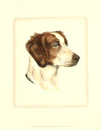 Brittany Spaniel Print Brittany Spaniel Print