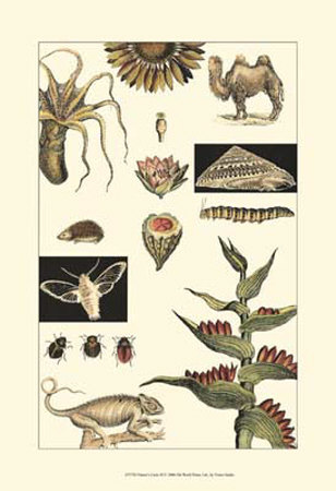 Nature's Curio III Print Nature's Curio III Print