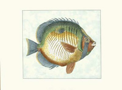 Butterfly Fish I Print Butterfly Fish I Print