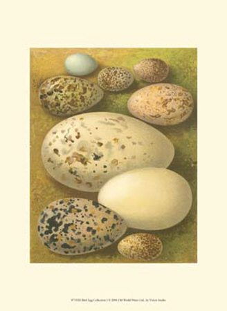 Bird Egg Collection I Print Bird Egg Collection I Print