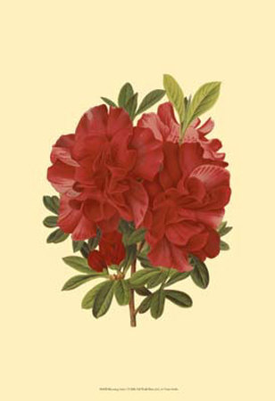 Blooming Azalea I Print Blooming Azalea I Print
