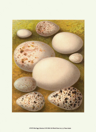 Bird Egg Collection III Print Bird Egg Collection III Print