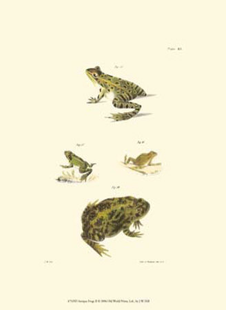 Antique Frogs II Print Antique Frogs II Print
