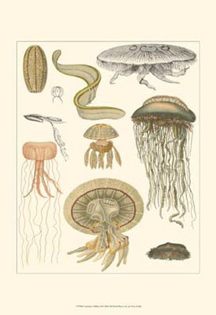 Underwater Oddities II Print Underwater Oddities II Print