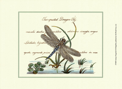 Antique Dragonfly II Print Antique Dragonfly II Print