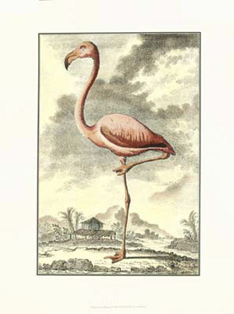 Antique Flamingo Print Antique Flamingo Print