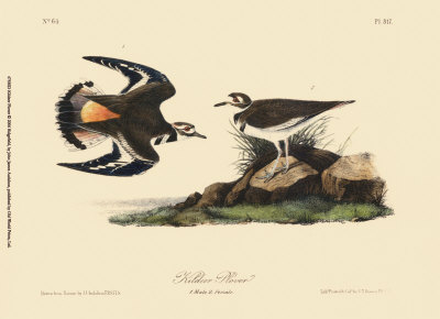 Kildeer Plover Print Kildeer Plover Print